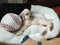 AKC Cocker with Champ line, a male Cocker Spaniel for sale in Cherry Hill Township, NJ – Photo 1 of 4