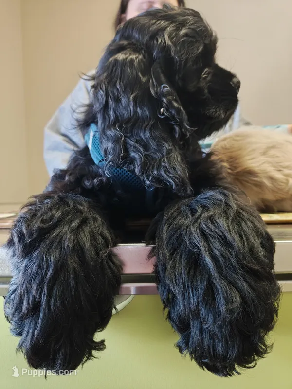 AKC Cocker with Champ line