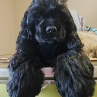 AKC Cocker with Champ line, a male Cocker Spaniel for sale in Cherry Hill Township, NJ – Photo 2 of 2