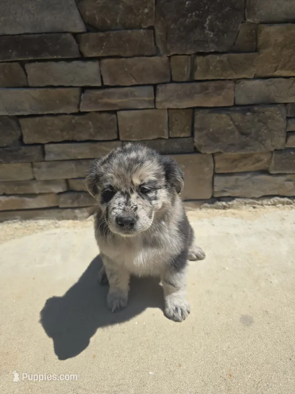 Aussie – Australian Shepherd, Golden Retriever puppy for sale in Campobello, SC