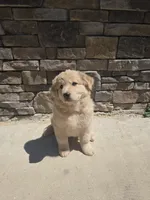 Aussie, a male Australian Shepherd and Golden Retriever for sale in Campobello, SC – 2 of 3
