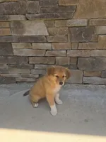 Aussie, a female Australian Shepherd and Golden Retriever for sale in Campobello, SC – 3 of 4