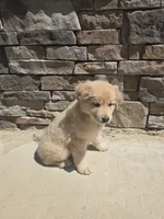 Aussie , a male Australian Shepherd and Golden Retriever for sale in Campobello, SC – 4 of 4