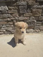 Aussie , a male Australian Shepherd and Golden Retriever for sale in Campobello, SC – 3 of 4