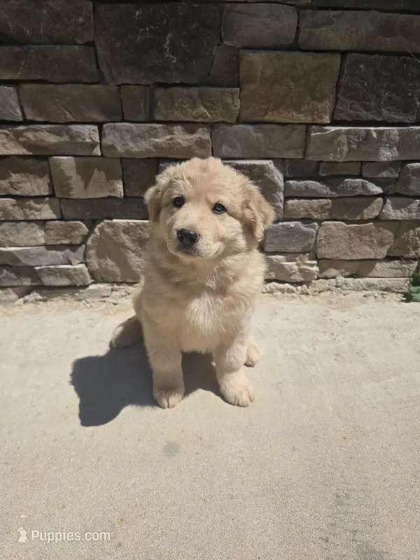 Aussie – Australian Shepherd, Golden Retriever puppy for sale in Campobello, SC