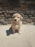 Aussie, a male Australian Shepherd and Golden Retriever for sale in Campobello, SC – 1 of 3