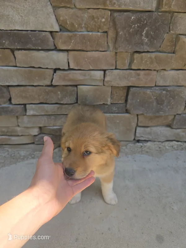 Aussie – Australian Shepherd, Golden Retriever puppy for sale in Campobello, SC