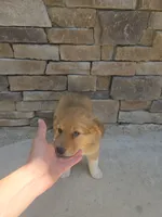 Aussie, a female Australian Shepherd and Golden Retriever for sale in Campobello, SC – 1 of 4