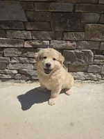 Aussie, a male Australian Shepherd and Golden Retriever for sale in Campobello, SC – 3 of 3