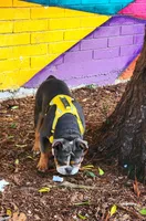 Xena , a female English Bulldog for sale in Palo Alto, CA – 2 of 4