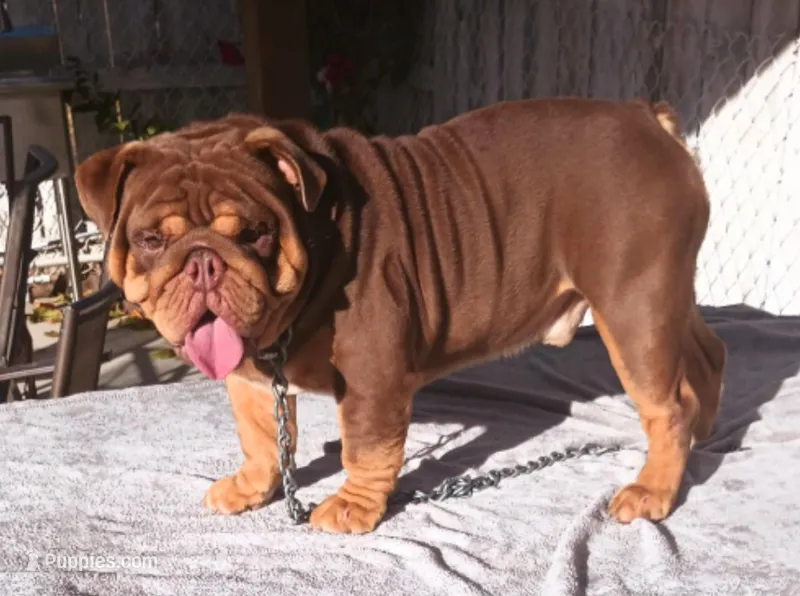 Canelo, a male English Bulldog for sale in Palo Alto, CA – 1 of 5