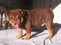 Canelo, a male English Bulldog for sale in Palo Alto, CA – 1 of 5