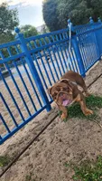 Canelo, a male English Bulldog for sale in Palo Alto, CA – 4 of 5