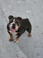 Xena , a female English Bulldog for sale in Palo Alto, CA – 3 of 4