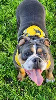 Xena , a female English Bulldog for sale in Palo Alto, CA – 1 of 4