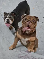 Canelo, a male English Bulldog for sale in Palo Alto, CA – 3 of 5