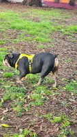 Xena , a female English Bulldog for sale in Palo Alto, CA – 4 of 4