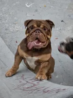 Canelo, a male English Bulldog for sale in Palo Alto, CA – 2 of 5
