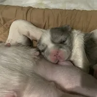 processed/1e4ac211-7774-4104-8f99-d8de229d87a6/facility/096bc39b-358b-46e0-80cd-5212eed4ee50