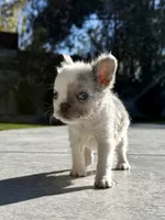 Pinky, a male French Bulldog for sale in Las Vegas, NV – Photo 4 of 4