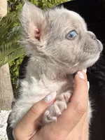 Pinky, a male French Bulldog for sale in Las Vegas, NV – Photo 3 of 4