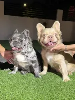 Pinky, a male French Bulldog for sale in Las Vegas, NV – Photo 1 of 4