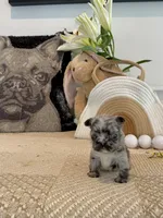 Luca, a male French Bulldog for sale in Las Vegas, NV – Photo 3 of 5