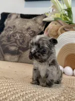 Luca, a male French Bulldog for sale in Las Vegas, NV – Photo 1 of 5