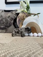 Luca, a male French Bulldog for sale in Las Vegas, NV – Photo 5 of 5