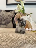 Luca, a male French Bulldog for sale in Las Vegas, NV – Photo 2 of 5