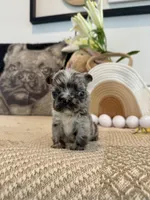 Luca, a male French Bulldog for sale in Las Vegas, NV – Photo 4 of 5