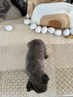 Rosie, a female French Bulldog for sale in Las Vegas, NV – Photo 6 of 7