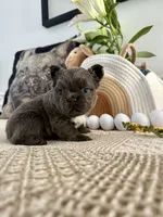 Rosie, a female French Bulldog for sale in Las Vegas, NV – Photo 3 of 7