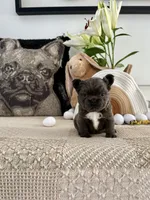 Rosie, a female French Bulldog for sale in Las Vegas, NV – Photo 1 of 7