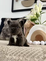 Rosie, a female French Bulldog for sale in Las Vegas, NV – Photo 7 of 7