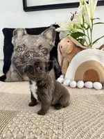 Rosie, a female French Bulldog for sale in Las Vegas, NV – Photo 5 of 7