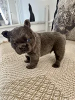 Rosie, a female French Bulldog for sale in Las Vegas, NV – Photo 2 of 7