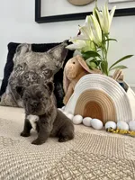 Rosie, a female French Bulldog for sale in Las Vegas, NV – Photo 4 of 7