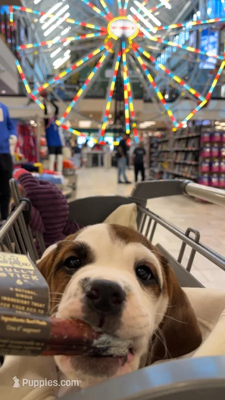 Cyrus – English Bulldog, Beagle puppy for sale in Nampa, ID