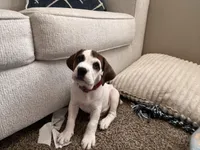 Cyrus, a male English Bulldog and Beagle for sale in Nampa, ID – Photo 3 of 4