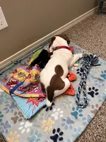 Cyrus, a male English Bulldog and Beagle for sale in Nampa, ID – Photo 2 of 4