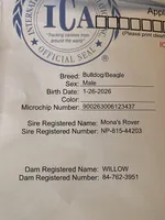 Cyrus, a male English Bulldog and Beagle for sale in Nampa, ID – Photo 4 of 4