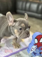 Thunder +, a male French Bulldog for sale in Morton, IL – Photo 10 of 10