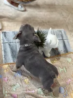 Thunder +, a male French Bulldog for sale in Morton, IL – Photo 8 of 10