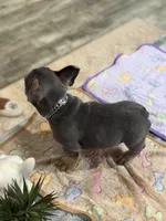 Thunder +, a male French Bulldog for sale in Morton, IL – Photo 6 of 10