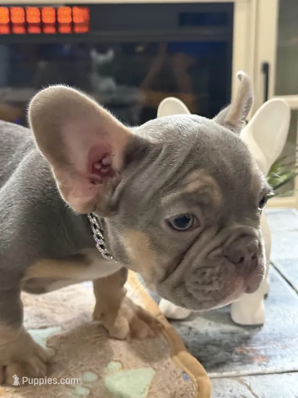 Thunder + – French Bulldog puppy for sale in Morton, IL