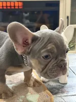 Thunder +, a male French Bulldog for sale in Morton, IL – Photo 1 of 10