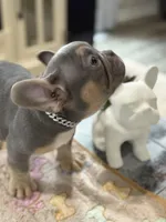 Thunder +, a male French Bulldog for sale in Morton, IL – Photo 3 of 10