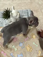 Thunder +, a male French Bulldog for sale in Morton, IL – Photo 4 of 10