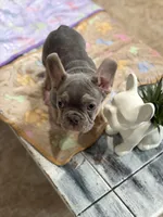 Thunder +, a male French Bulldog for sale in Morton, IL – Photo 5 of 10